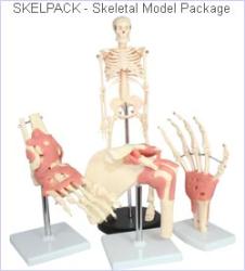 Skeletal Model Package