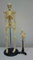 Skeleton Pack