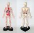 30cm Dissectable Human Model With Arteries