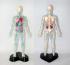 30cm Human Model With Veins