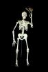 Human Skeleton - Lifesize - <b3> SAVE £ 35.00<b3>