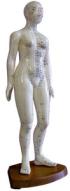 Model of a Human Body - Female 48cm 