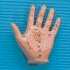 Human Hand Model 8cm.