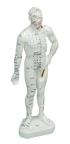 Human Body Model 26cm
