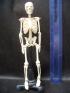 Human Skeleton Model 20cm.