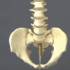 Vertebral Column with Pelvis 168cm (LARGE) - Adult Size