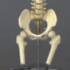 Vertebral Column with Pelvis 85cm (SMALL) - CHILD SIZE