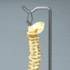 Vertebral column 38cm (small) size.