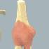 Big Elbow - Functional Joint Model.