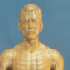 Life Size Body Model - Reduced from £299.00 - Now only £249.00 - SAVING 16%