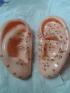 Ear Model (pair) 7.5cm 