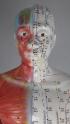 Medium Size Anatomical and Acupuncture Body Model.