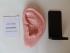 Ear Model (22cm) showing Auricular Acupoints