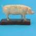 Pig Model