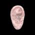 Auricular Acupoint - Zone Ear Model 17cm.