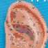 Extra large 22cm Human Ear Model