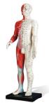 Anatomical & Acupuncture Body Model 60cm
