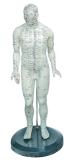 Human Body Model 46cm 