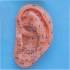 Ear Model 13cm