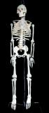 Human Skeleton Model  - 85cm