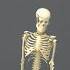 Human Skeleton Model 45cm.