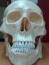 Skull Model - lifesize