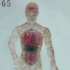 Transparent body model 