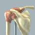 Big Shoulder Joint Functional Model