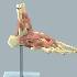 Big Foot - Functional Joint Model
