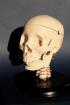 Skull Model - lifesize.