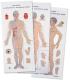 The Newest Illustration of Acupuncture points