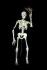 Human Skeleton - Lifesize - <b3> SAVE £ 35.00<b3>