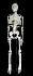 Human Skeleton Model  - 85cm.