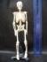 Human Skeleton Model 20cm.